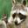 [%23◣_◢%23] freetheracoon
